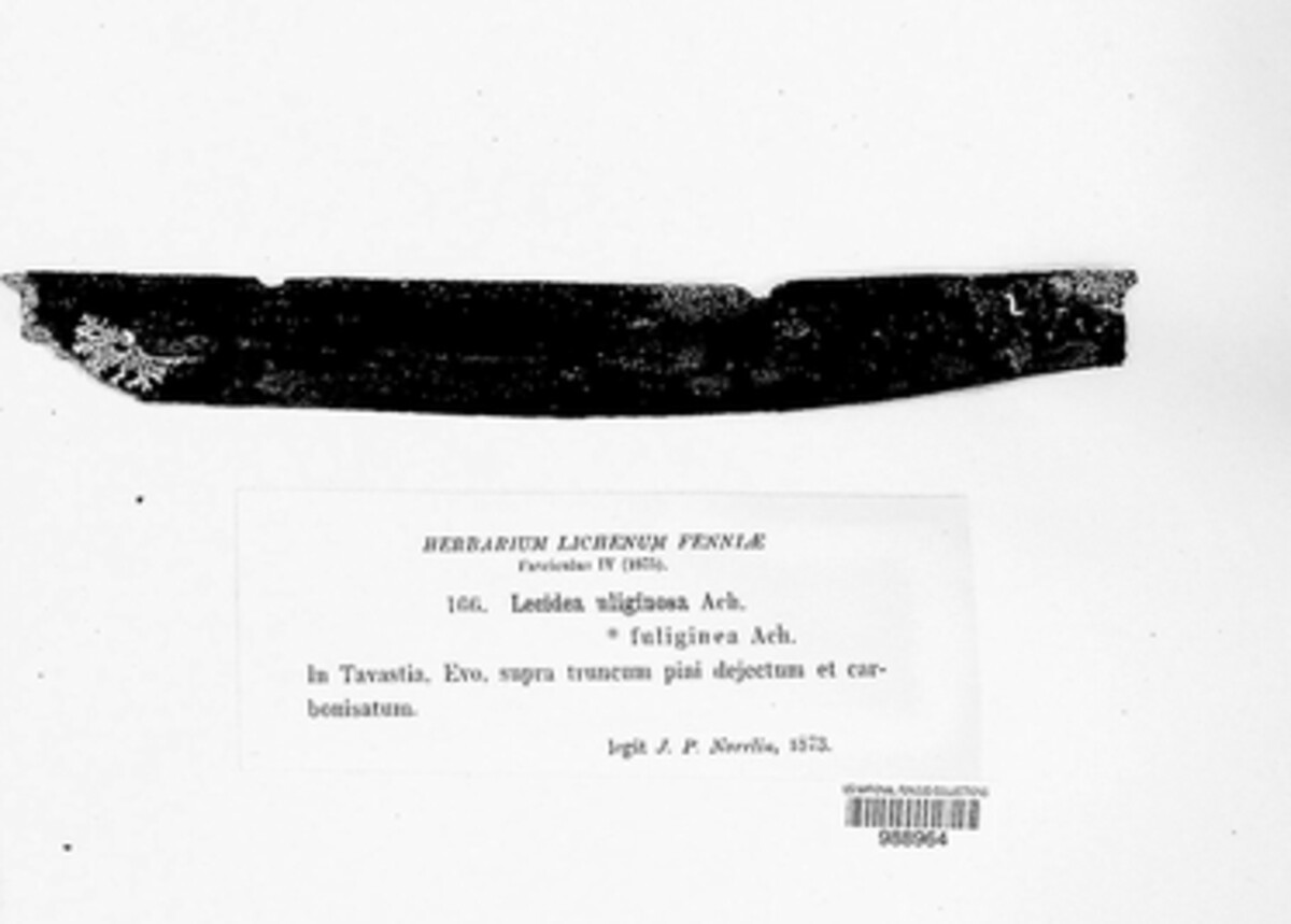 Placynthiella uliginosa image